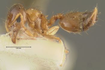 Media type: image; Entomology 20800   Aspect: habitus lateral view